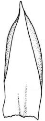Camptochaete angustata. Frond axis leaf. Drawn from A.J. Fife 8589, CHR 461007.
 Image: R.C. Wagstaff © New Zealand Institute for Bioeconomy Science 2026 CC-BY 3.0 NZ